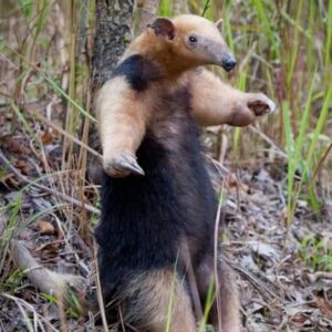 מוצר דוגמה עם וריאציה מתוך ממשק ניהול הספק